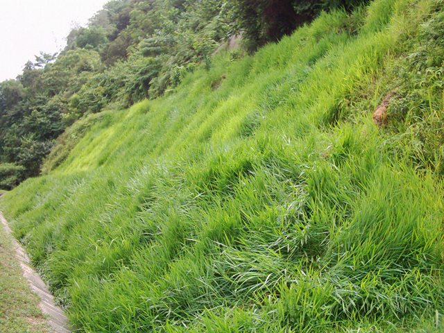 biodegradable-erosion-control-blanket-005l